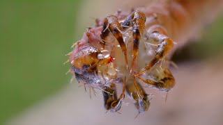 Ужасная плотоядная гусеница ловит насекомых!