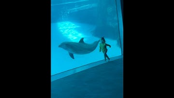 Little Girl Races Dolphin at the Aquarium || ViralHog