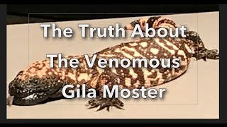 THE TRUTH ABOUT THE VENOMOUS GILA MONSTER - ARIZONA-SONORA DESERT MUSEUM by SitDownPerspective 1,734 views 7 years ago 21 minutes