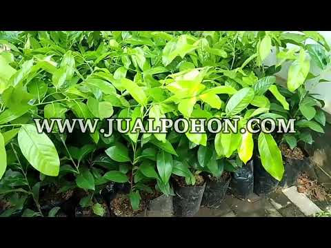 Dapatkan Bibit Sawo Black Sapote Berkualitas Tinggi untuk Kebun Anda