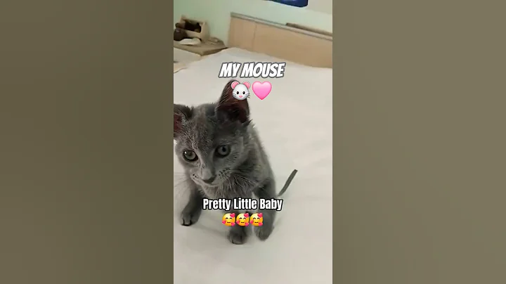 Video 10559381: british shorthair cat kitten, british shorthair cat eating, british shorthair cute cat, british shorthair kitten baby, british shorthair female kitten, cat old