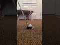 trying to practice golf but my puppy has other plans