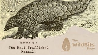 The Most Trafficked Mammal! - The Wild Bits Show May 31, 2026