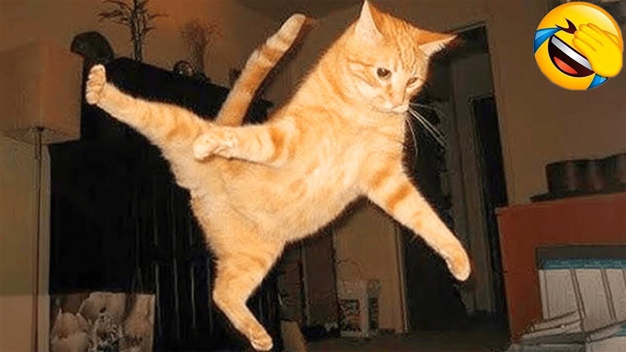 Ultimate Cat Fails 2026: Leaping For The Laser And Smacking The Wall ...