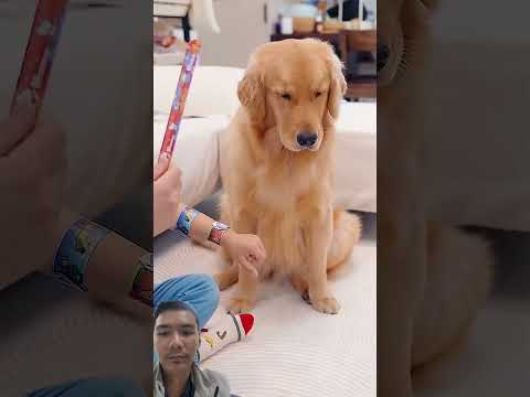 #funny #pets #cutedog #lifeisbutadream thumbnail