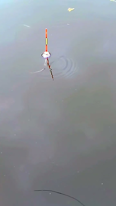 pelampung bergoyang di tarik ikan balita#shorts