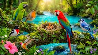 Soothing Piano with Forest Birds 🍃 Calming Nature Sounds for Stress Relief, Balance & Peace screenshot 3