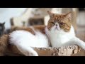 Cat Sleep Music: Soothing Sounds to Help Your Cat Relax