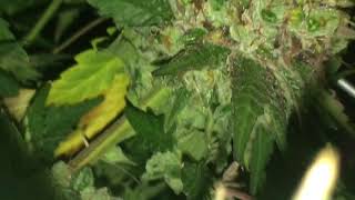 420nerd Greenthumb Fire Girl Scout