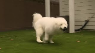 Pet owners say dog died at training facility