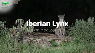 Iberian Lynx Hide all year - Hide Lince Ibèrico