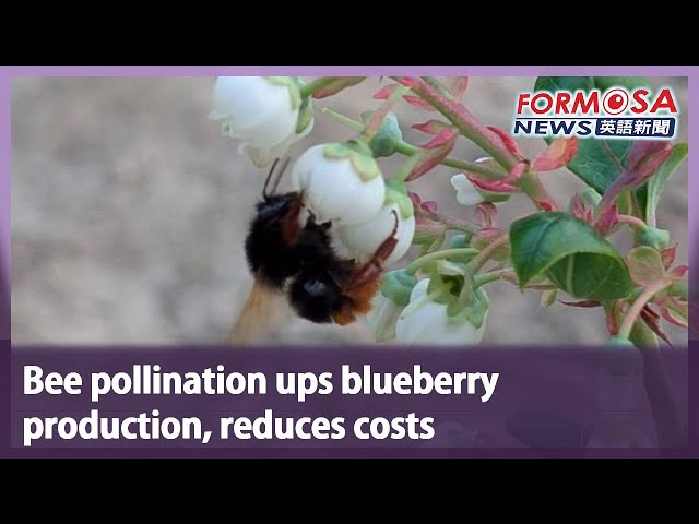 Bee pollination ups blueberry production, reduces costs｜Taiwan News
