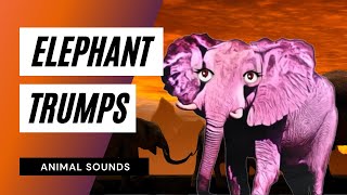 How A Elephant Trumpeting Sound Effect Animation