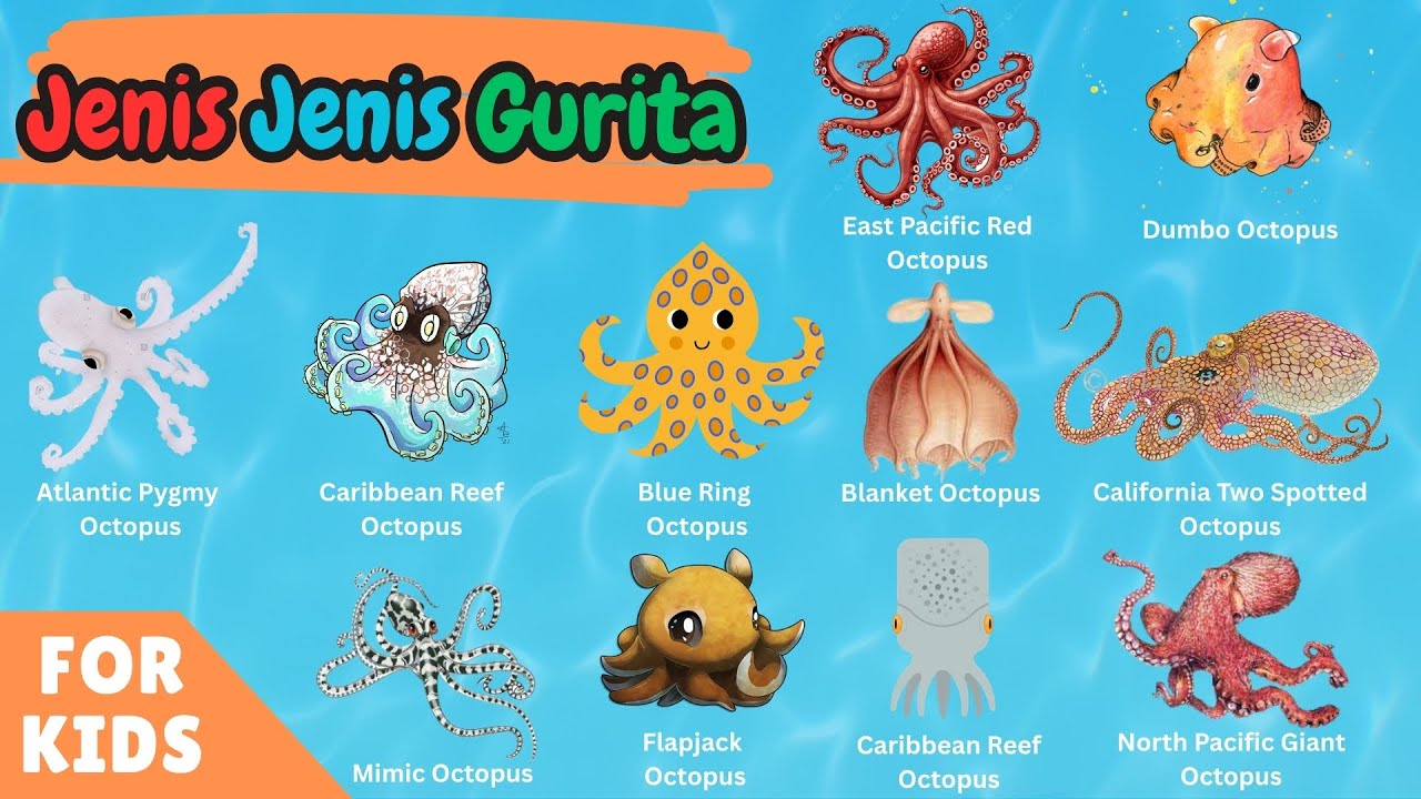 15 Jenis Gurita yang Unik dan Lucu | Learn Octopus Names for Kids