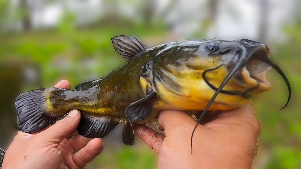 BULLHEAD Catch & Cook. Sight Fishing For Bullheads. 