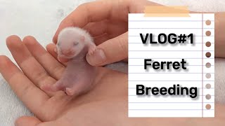 Ferret BREEDER Diary  #1 the MATING process