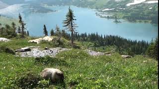Marmotte de Glacier NP