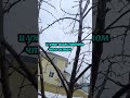 Как обрезать плодовые #дача #сад #ландшафт #огород #яблоня #груша #обрезка #весна #работа #дерево