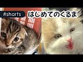 【比較】はじめての車に乗った2匹の反応が違いすぎるｗ#Shorts