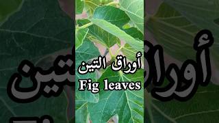 فوائد أوراق التين/Fig leaves benefits /les bienfaits des feuilles de figuiershorts