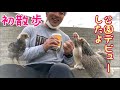 【公園デビュー】ひよこのらいちゃん、お姉さま鶏と一緒に初の散歩へ