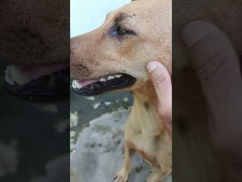 What Are You Complaining About Silly Lu Haha Dog Pets Cute Yeulu