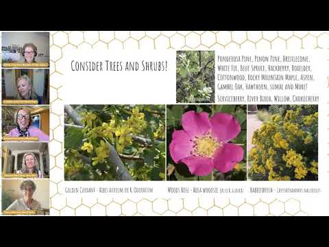 BeeChicas: कोलोराडो परागणकों के लिए देशी पौधे