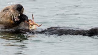 Otters help to control invasive crab species along West Coast: study What Eats Crabs In The Ocean