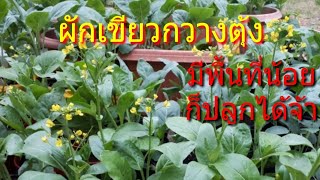 ผักเขียวกวางตุ้งปลูกในกระถาง.... มีพื้นที่น้อยก็ปลูกได้จ้า..😊😊