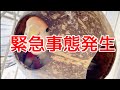 緊急で動画を回しています！大変な事態になってた！　Gabu and his boon buddies