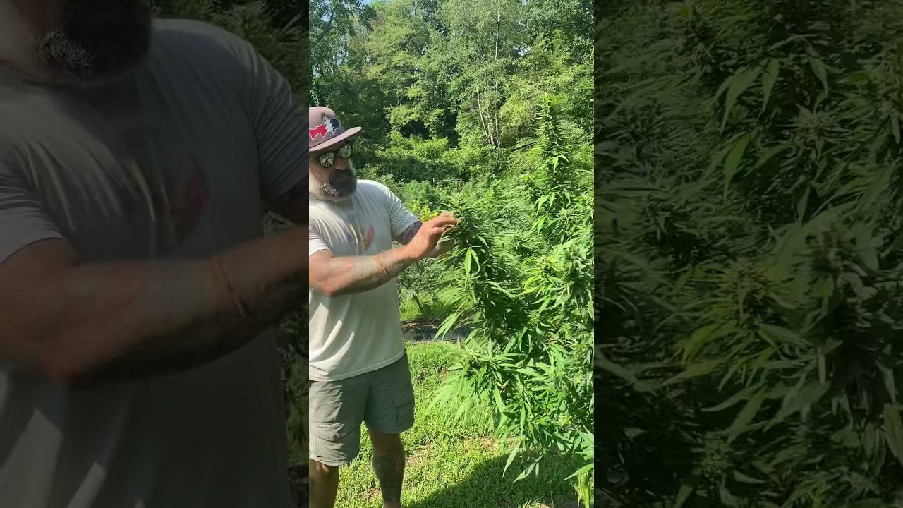 Defoliation of large fans of outdoor hemp plants