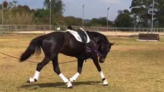 Hdr Rendezvous Lunging