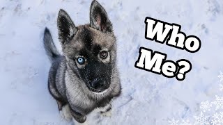 The Story of Eleanor the Husky Puppy