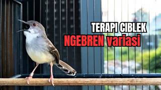 CIBLEK SEMI GACOR AMPUH UNTUK PANCINGAN CIBLEK BAHAN DAN MASTERAN CIBLEK MACET SEKETIKA NYAUT