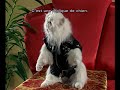 Cats And Dogs Mr Tinkles 