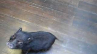 H.finn, Mini Pet Pig, Excited For Dinner