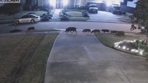 Texas has the worst feral hog problem in the country, researchers say