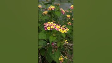 Shortfilm shooting Suggestion shots