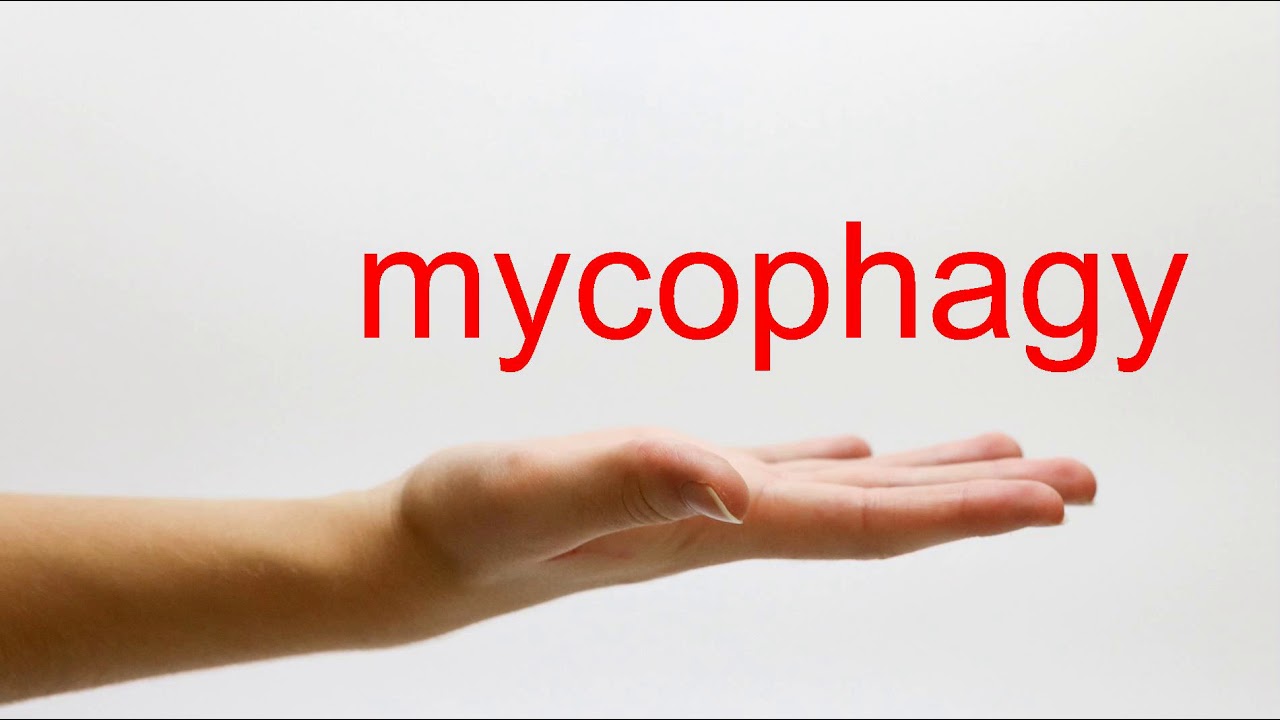 How to Pronounce mycophagy - American English