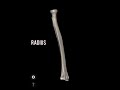 Bones of upper limb#Quick recall#Anatomy#Mbbs#Bsms#Easy@Dr.SamsInfo