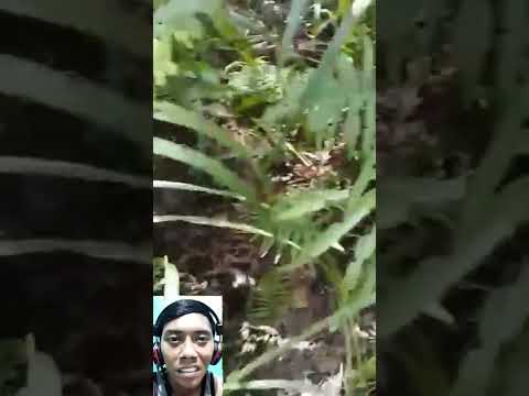 4 Makanan dan Minuman dari kotoran Manusia dan Hewan | DUH ADA-ADA AJA