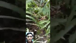 Nginjek kotoran manusia #Shorts