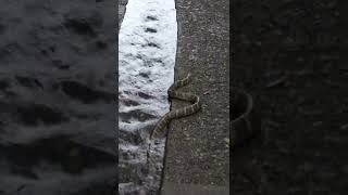 King Cobra Swimming!
Beautiful King Cobra swimming upstream within hands reach. King Cobra Swimming!