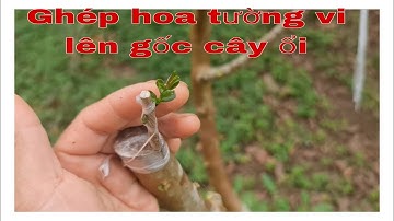 Ghép hoa tường vi lên gốc cây ổi