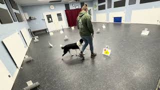 The Seer Of All AKC rally intermediate course #5