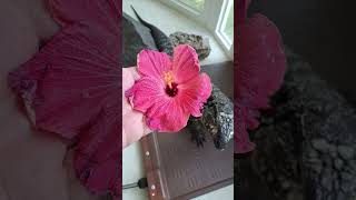 I bought and planted a Hibiscus plant just for my Tegu Lizards