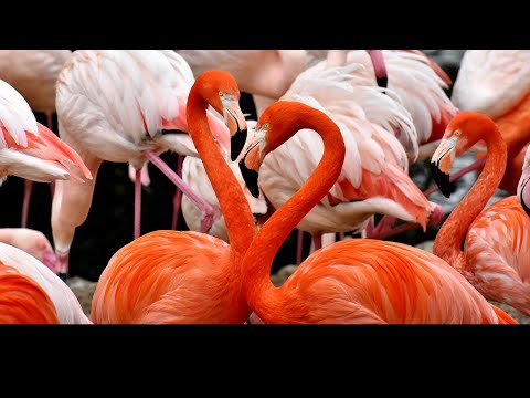 How flamingos are