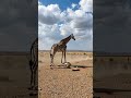 Giraffe vs Lion #WildBattle #BeastFight #AnimalClash #SavannaDuel/