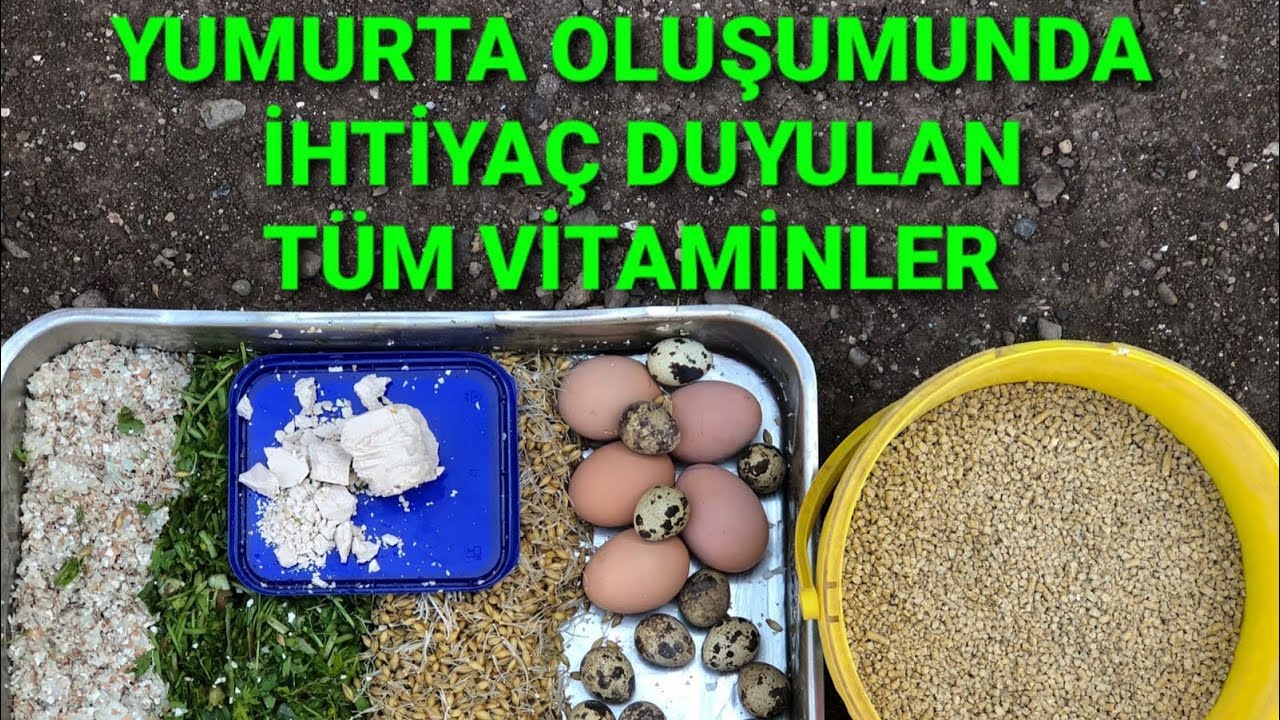 Tavuklar yumurtlamıyor sa kesin çözüm en kolay nasıl yumurtlatılır #kolaytavukyumurtlatma