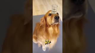إوعى تجيب الجولدن قبل ما تشوف الفيديو ده!